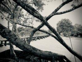 Roland Stuprich – Director of Photography