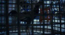 Roland Stuprich – Director of Photography