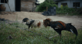 Roland Stuprich – Director of Photography