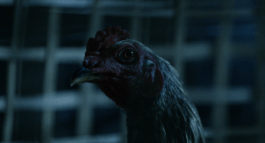 Roland Stuprich – Director of Photography