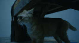 Roland Stuprich – Director of Photography