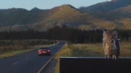 Roland Stuprich – Director of Photography