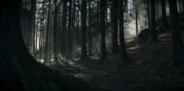 Roland Stuprich – Director of Photography